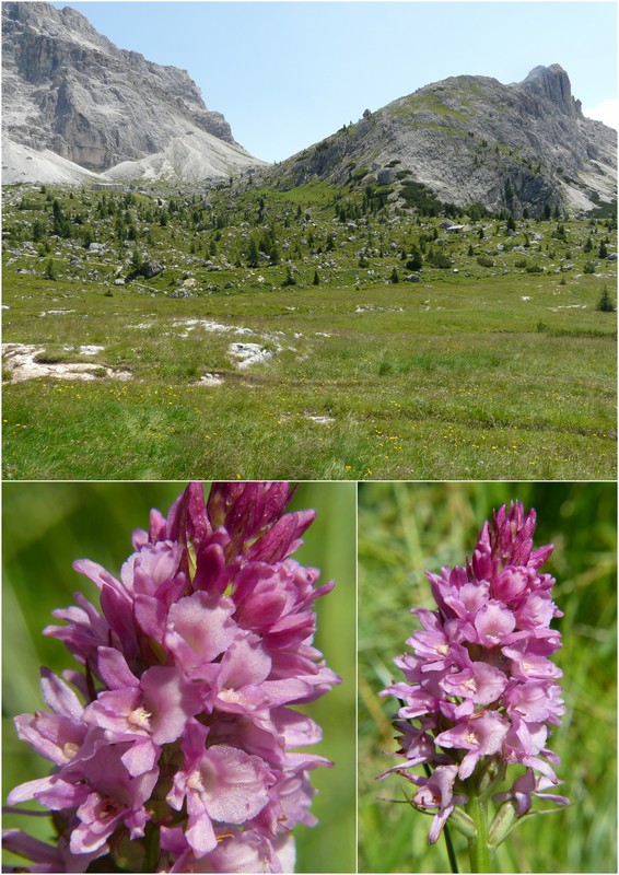 Una giornata a Valparola. Dactylorhiza, Nigritella e grandi montagne!